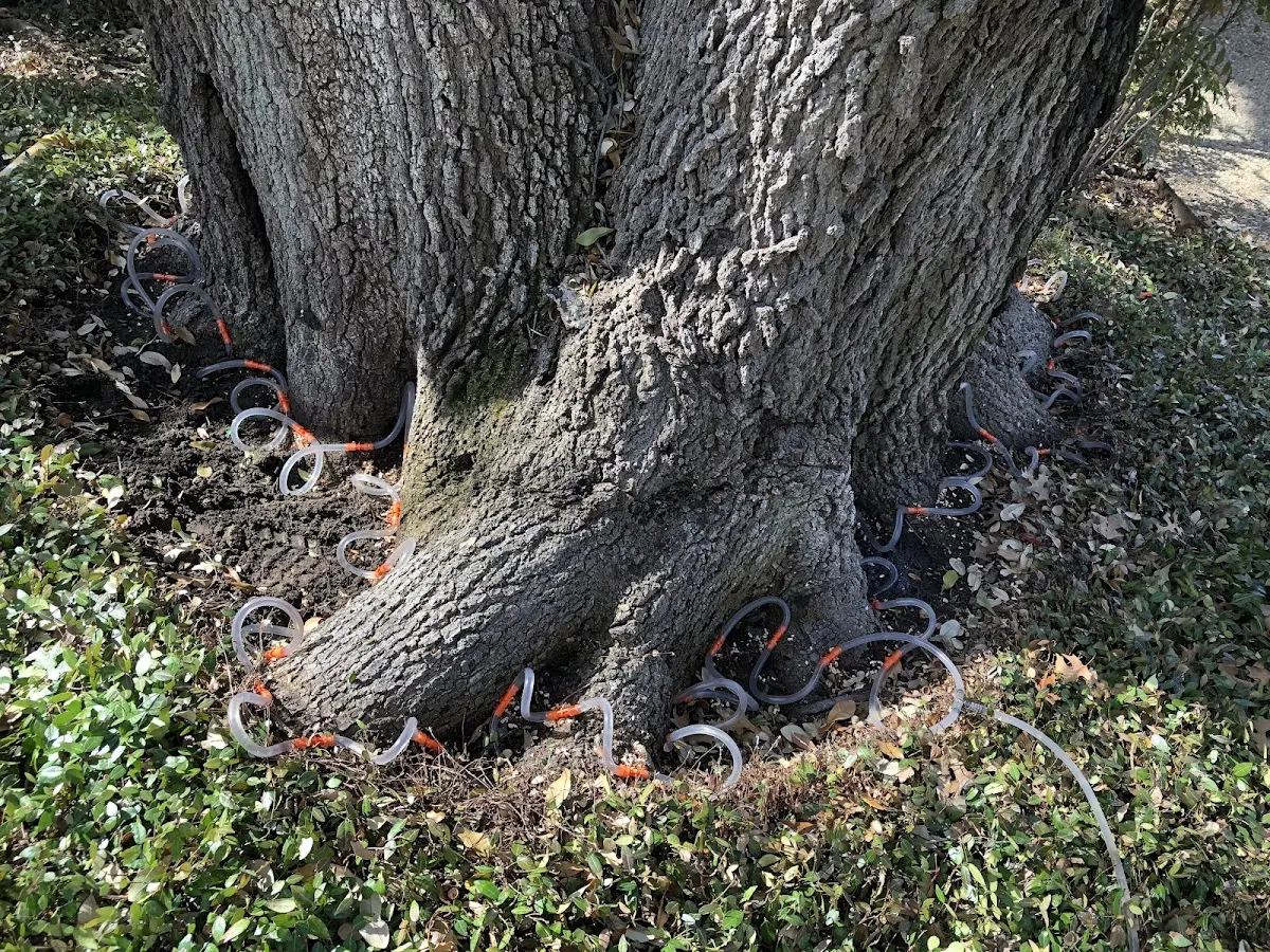 Detailed Tree Cabling and Bracing job site in Currie